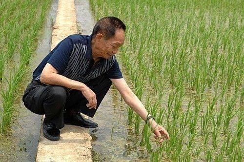 吃瓜爆料袁隆平图片高清,吃瓜群众见证农业巨擘风采