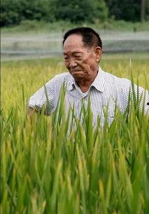 吃瓜爆料袁隆平图片高清,吃瓜群众见证农业巨擘风采