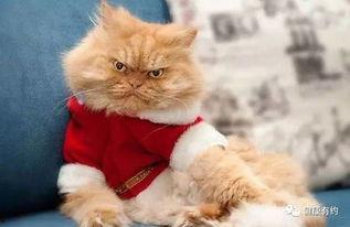 五一爆料吃瓜柚子猫,柚子猫带你揭秘娱乐圈幕后风云