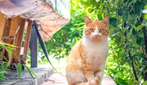 五一爆料吃瓜柚子猫,柚子猫带你揭秘娱乐圈幕后风云