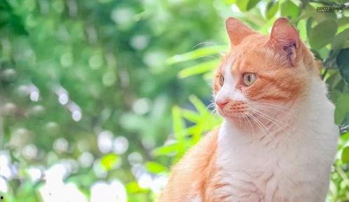 五一爆料吃瓜柚子猫,柚子猫带你揭秘娱乐圈幕后风云