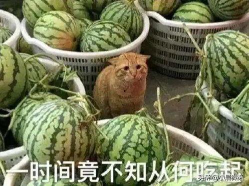 宁波吃瓜爆料渣男,揭秘渣男生存现状，警示女性警惕！